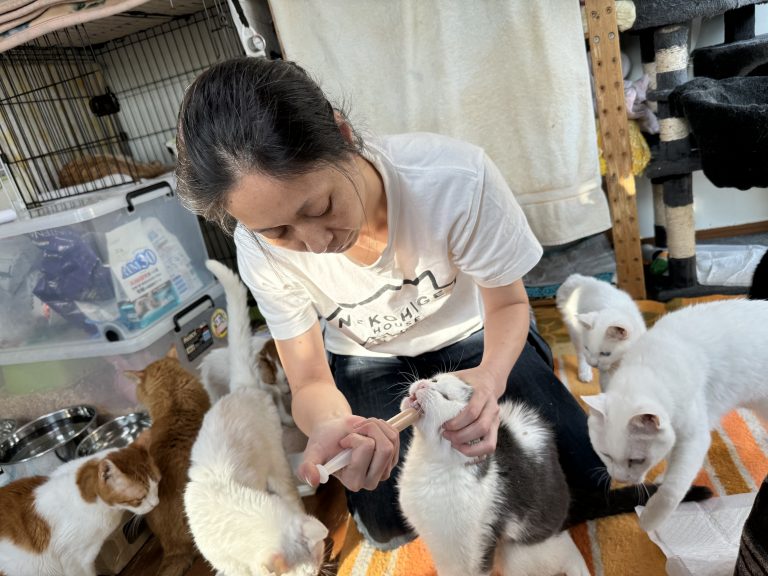 ねこひげハウスさんの投薬の様子