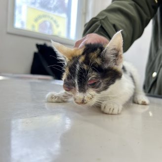眼球萎縮の仔猫