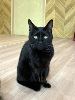 保護猫カマンベールチーズちゃん