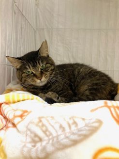 保護猫　きんつばちゃん