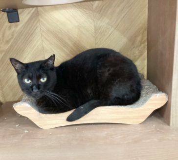 保護猫くろちゃん
