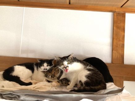 人慣れしていない猫たち