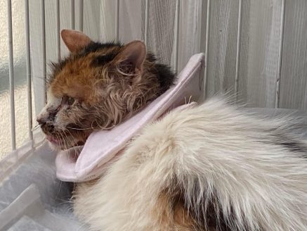 優しい家族を待つ保護猫