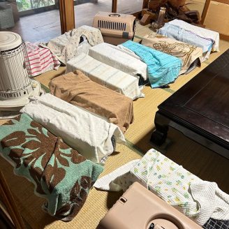 多頭飼育崩壊現場から捕獲された28匹の保護猫