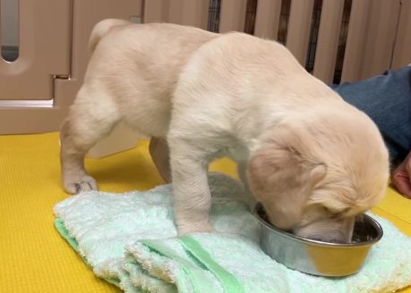 離乳食を食べる子犬