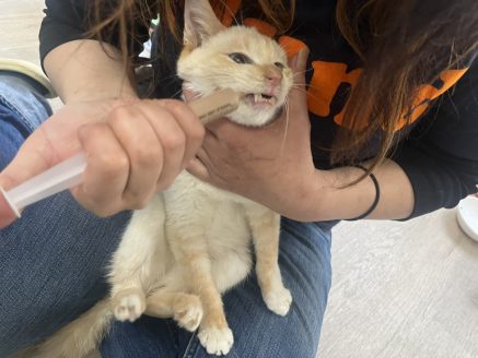 治療を受ける保護猫たち