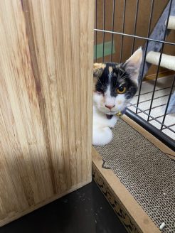 譲渡先にて幸せに暮らす保護猫