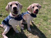 好奇心いっぱいのパピー