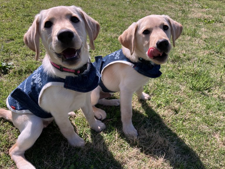 好奇心いっぱいのパピー