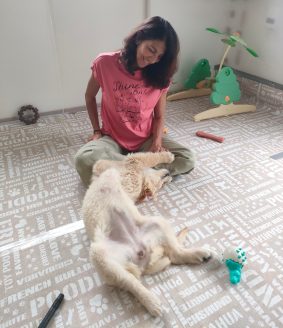 ファシリティドッグ候補犬