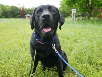ファシリティドッグ候補犬