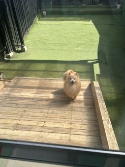 快適ドッグラン