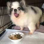 美味しいゆめまる特製メニュー