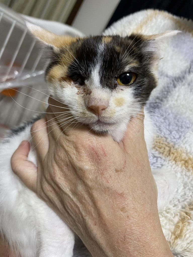 目の治療を受けた保護猫