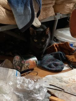 飼い主の入院で取り残された猫