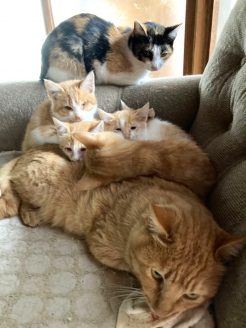 増えすぎた猫たち