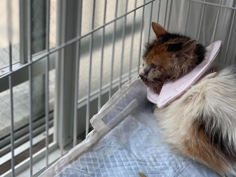 窓の外を眺める保護猫