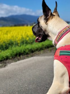 外が大好きな保護犬バンビ