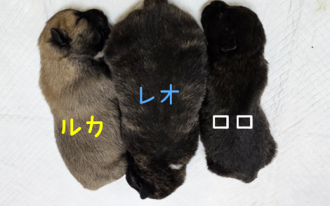 保護時のルカくん・レオくん・ロロちゃん