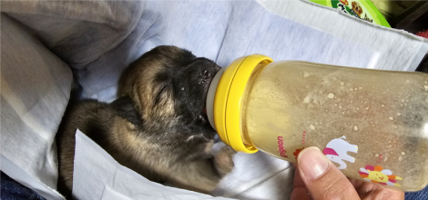 子犬の授乳