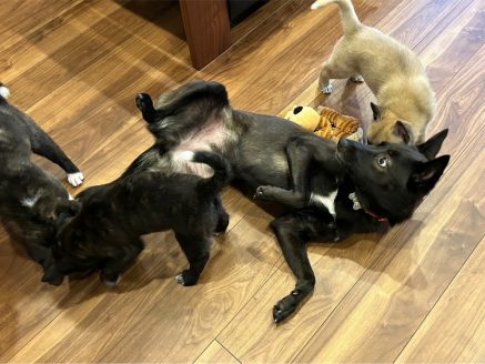 先住犬の育児3