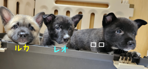 子犬期になったルカ・レオ・ロロ