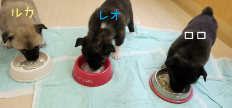 離乳食スタート