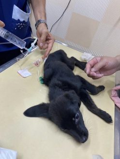レスキュー直後は点滴が必要なほど衰弱していた子犬