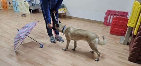 傘を怖がらない練習