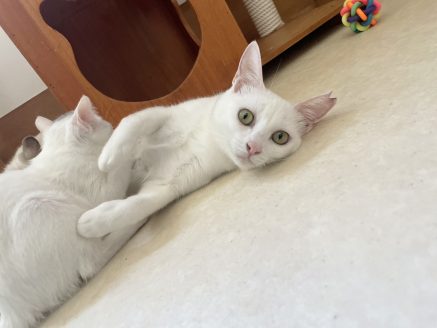 のびのびする保護した猫たち