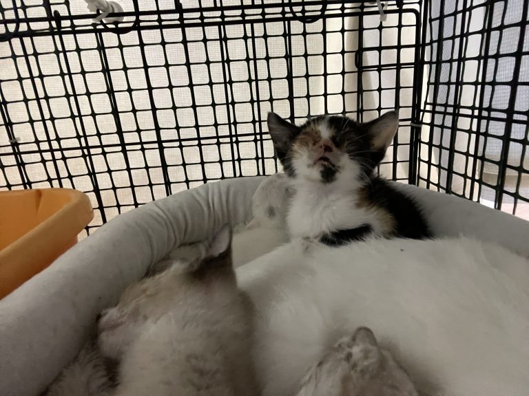 保護した子猫。目がふさがっています。