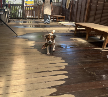 保護犬