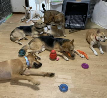 保護犬たち