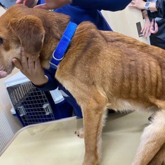 うどんのみの食事で痩せ細った犬達