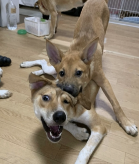保護犬たち