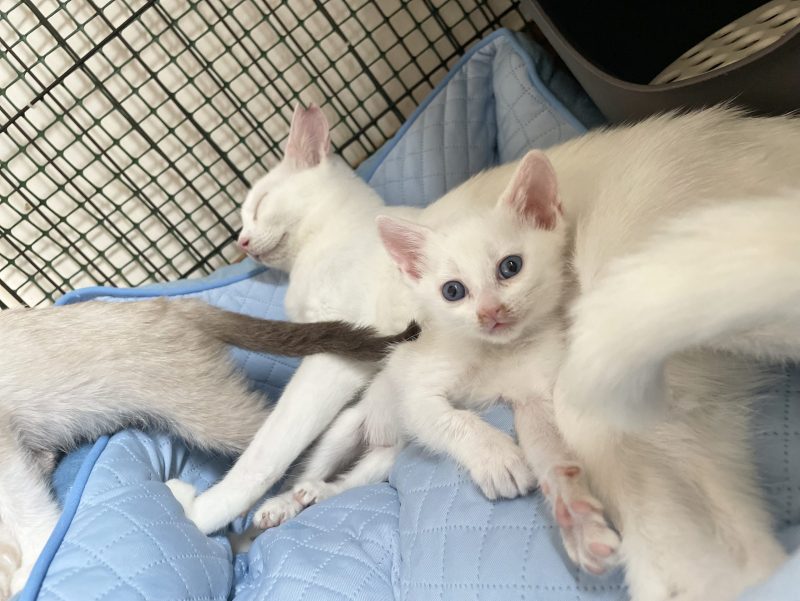 保護した子猫たち。もう安心。