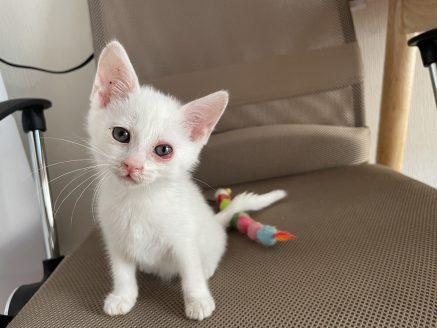 保護した子猫