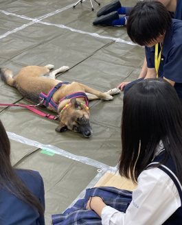 みんなにお腹を撫でさせてくれるライラ