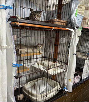 保護猫