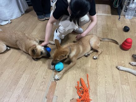 保護犬たち