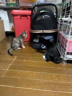 保護猫