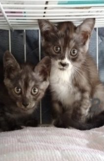 現場にいた猫全頭をレスキューすることが出来ました