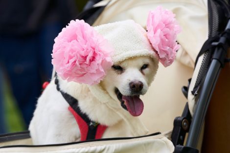 高齢になってもオシャレは大切