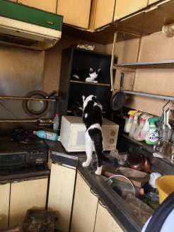 猫多頭飼育崩壊の現場