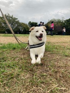 元保護犬のはなちゃん