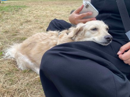 元保護犬のルーク
