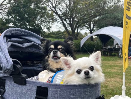 元保護犬の電池くん