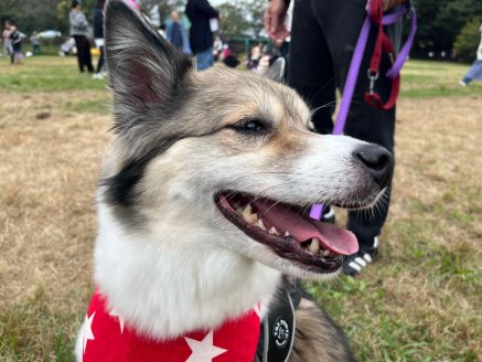 元保護犬のフィオナちゃん