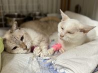 保護猫のグレくん