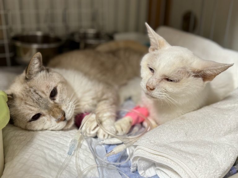 保護猫のグレくん